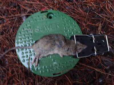 rodent trapping